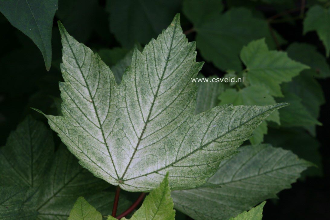 Acer pseudoplatanus 'Leat's Cottage'