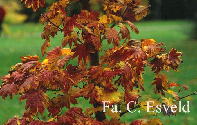 Acer pseudosieboldianum takesimense