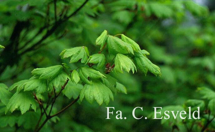 Acer pseudosieboldianum