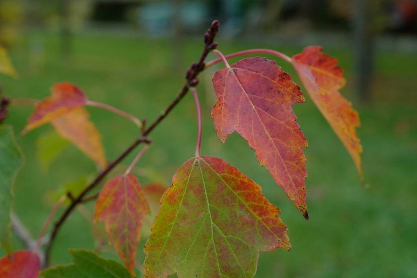 Acer pycnanthum 'Asayake-nishiki'