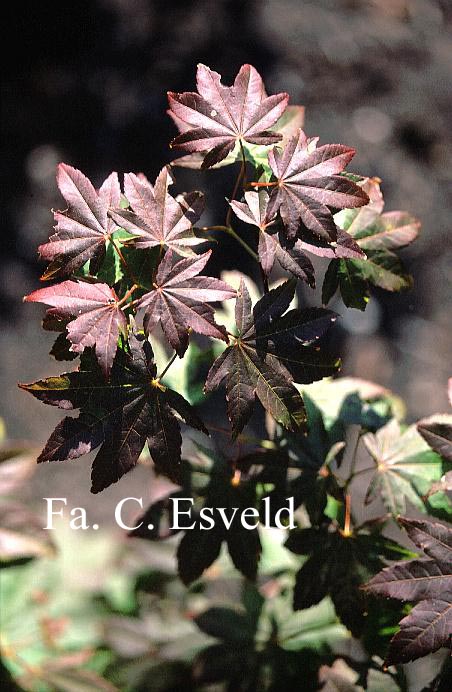 Acer robustum