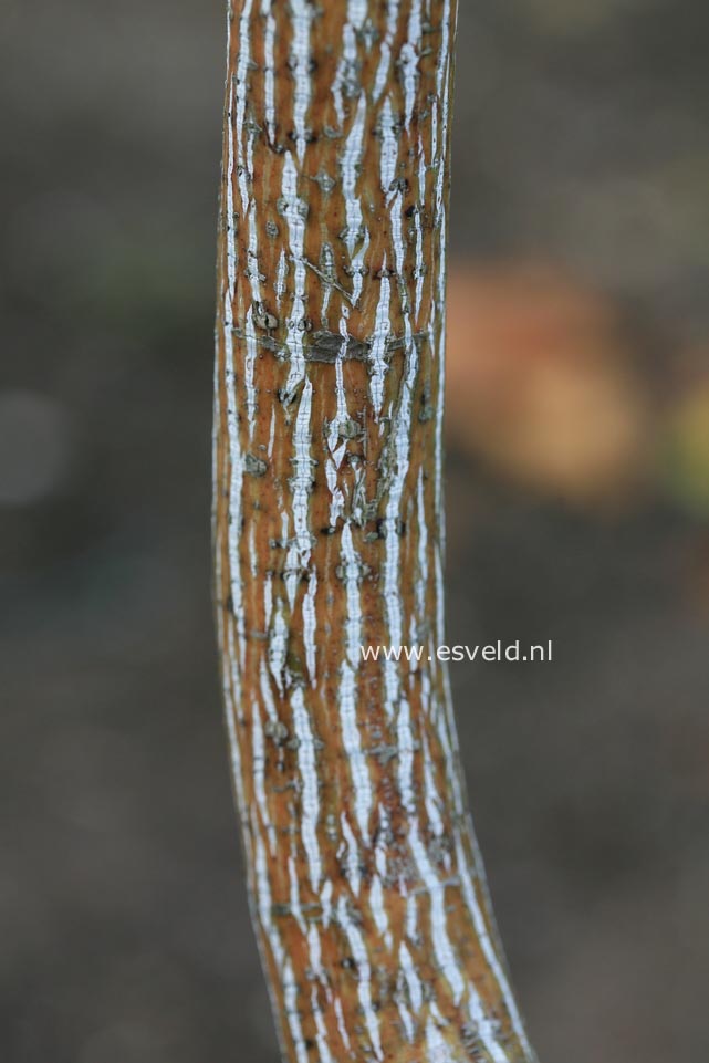 Acer rubescens 'Tickled Pink'