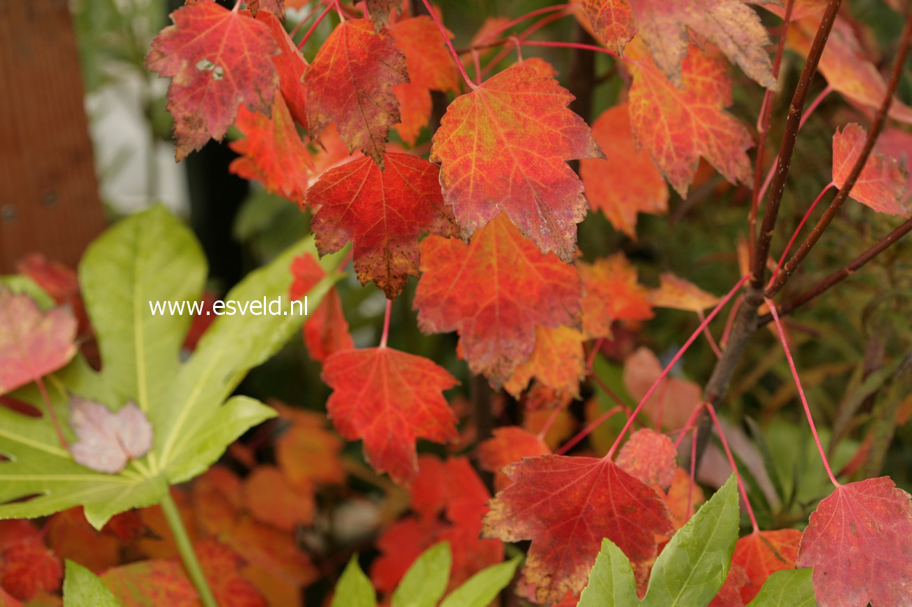 Acer rubrum 'Brandywine'