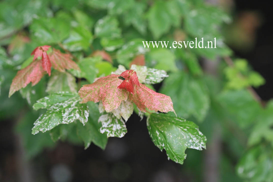 Acer rubrum 'Candy Ice'