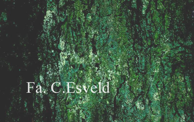 Acer rubrum 'Schlesingeri'