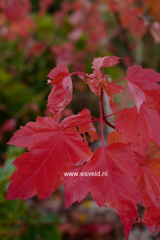 Acer rubrum 'Somerset'