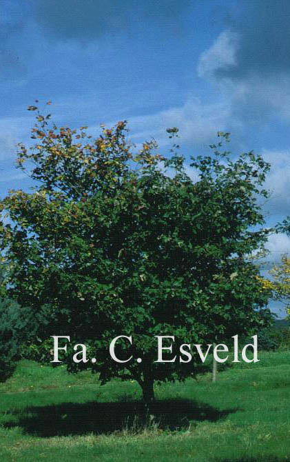 Acer saccharum ssp. leucoderme