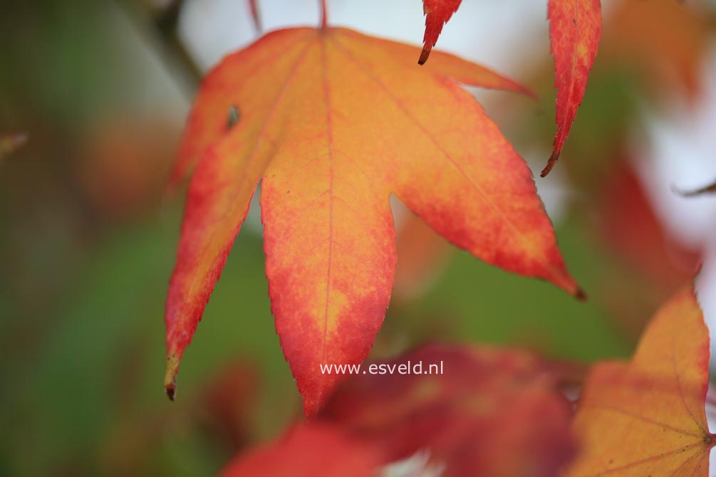Acer schneiderianum