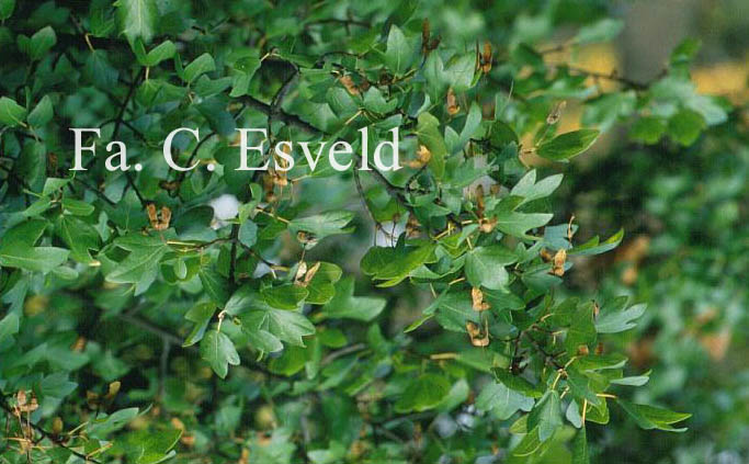 Acer sempervirens