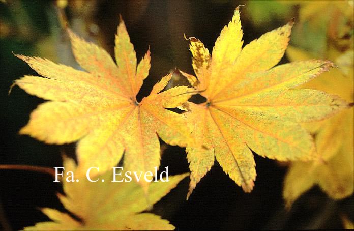 Acer shirasawanum 'Diana'