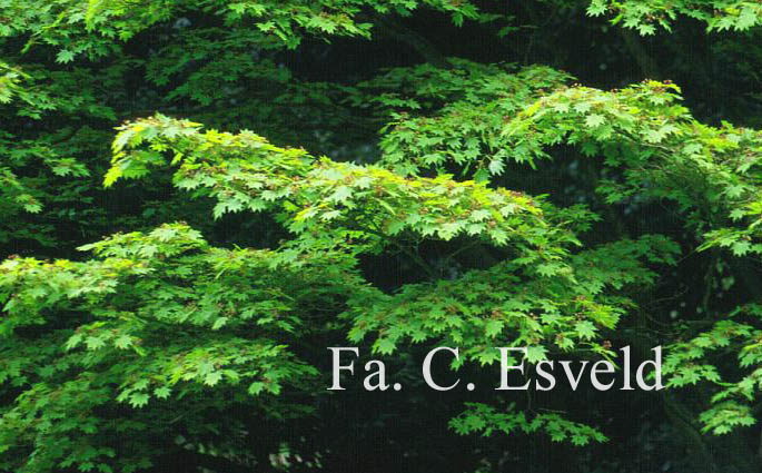 Acer shirasawanum 'Juhni hito e'