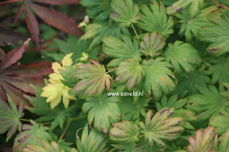 Acer shirasawanum 'Keikan-zan'