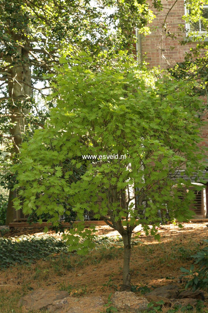 Acer shirasawanum 'Munn001' (MOONRISE)