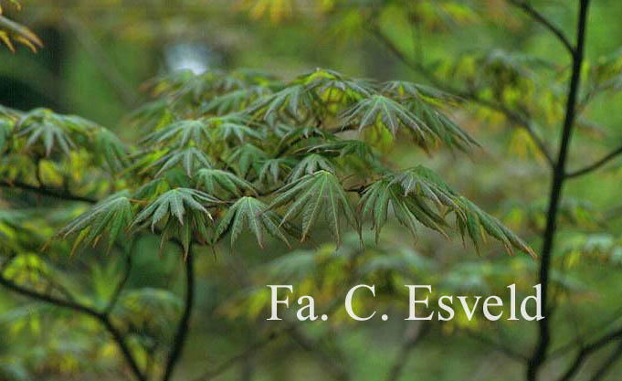 Acer shirasawanum 'Palmatifolium'