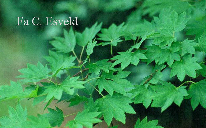 Acer shirasawanum 'Tenuifolium'