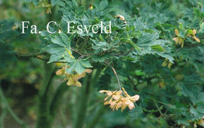 Acer sieboldianum 'Kinu-gasa-yama'