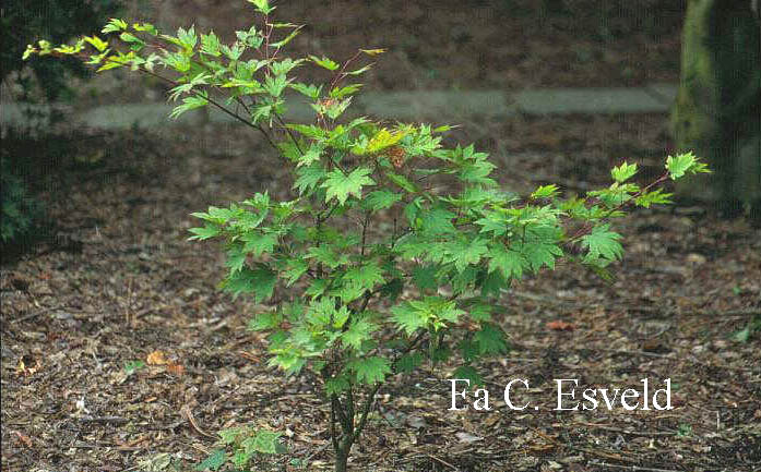 Acer sieboldianum 'Ogura-yama'