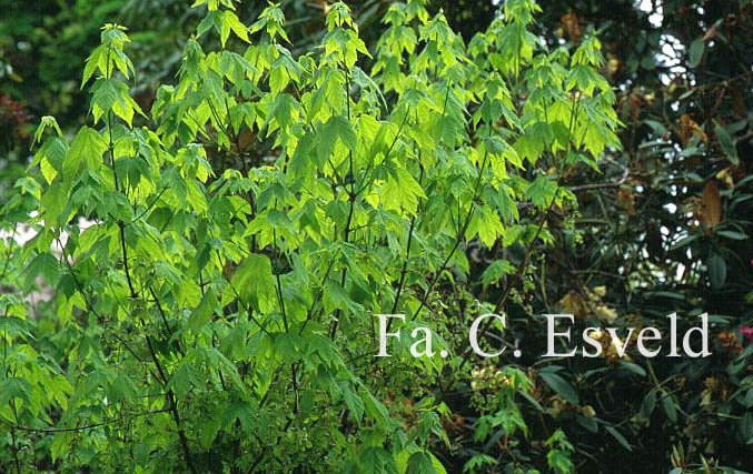 Acer sinopurpurascens