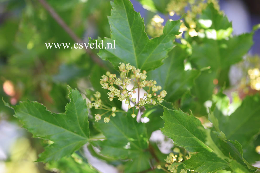 Acer tataricum 'Emerald Elf'