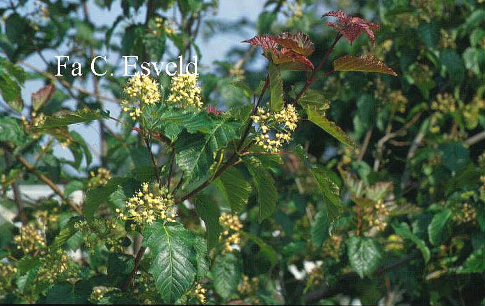 Acer tataricum 'Flame'