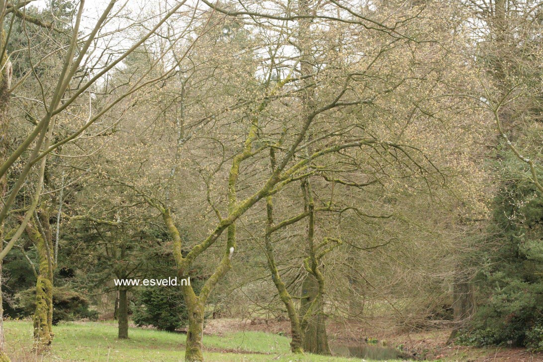 Acer tataricum ssp. aidzuense