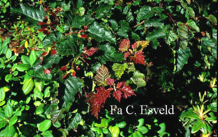 Acer tataricum