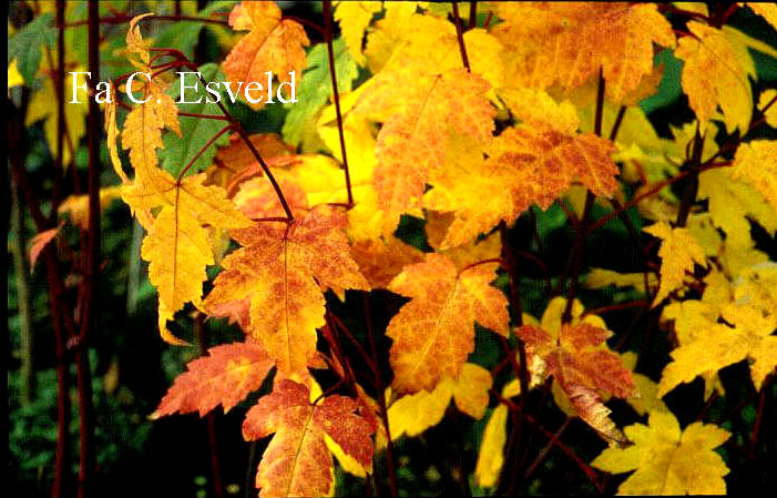 Acer tschonoskii ssp. koreanum