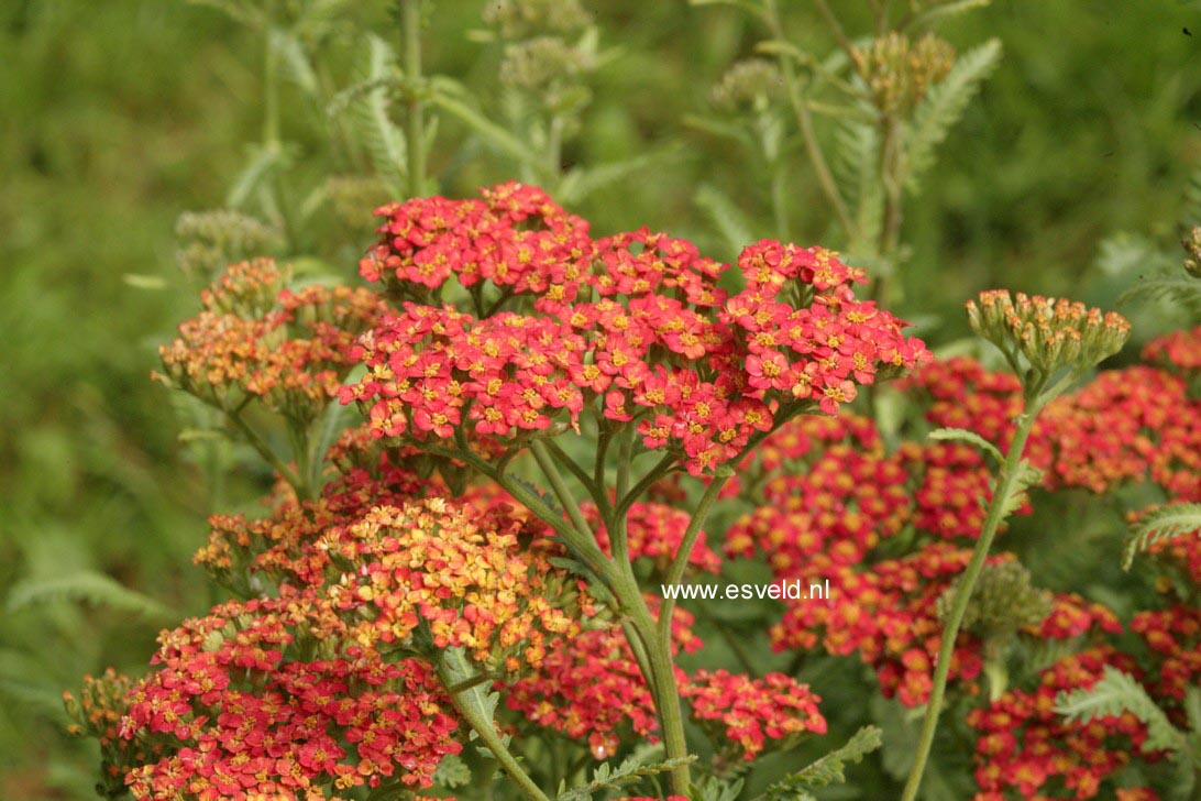 Achillea 'Walther Funcke'