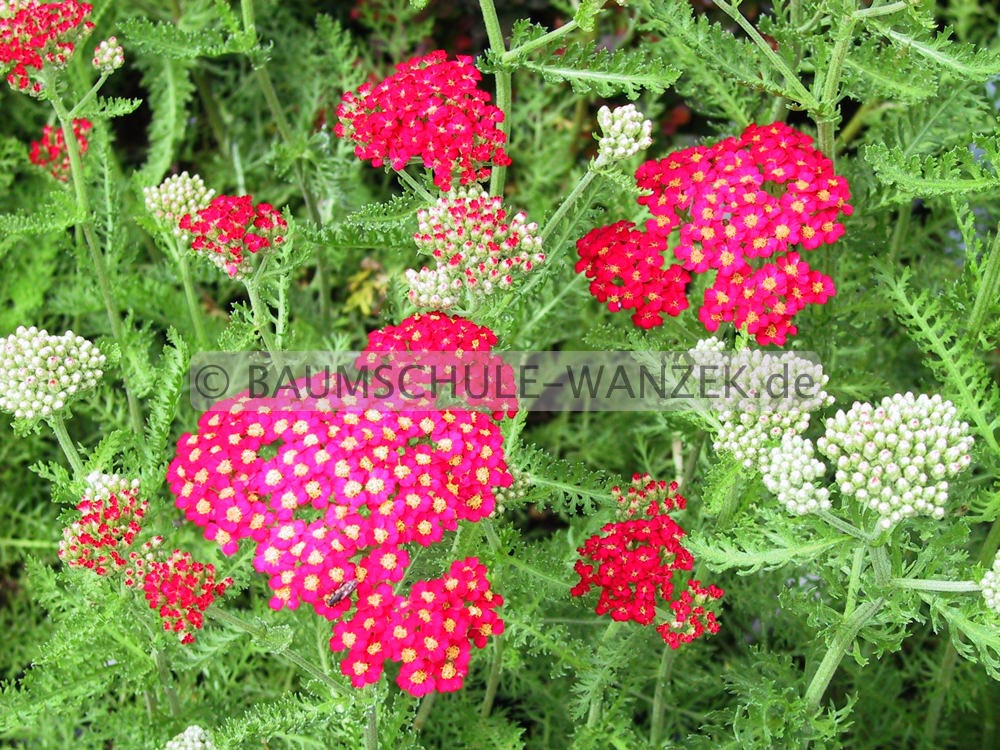 Achillea millefolium 'Paprika'