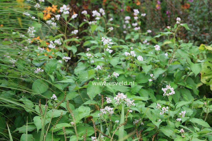 Aconogonon campanulatum