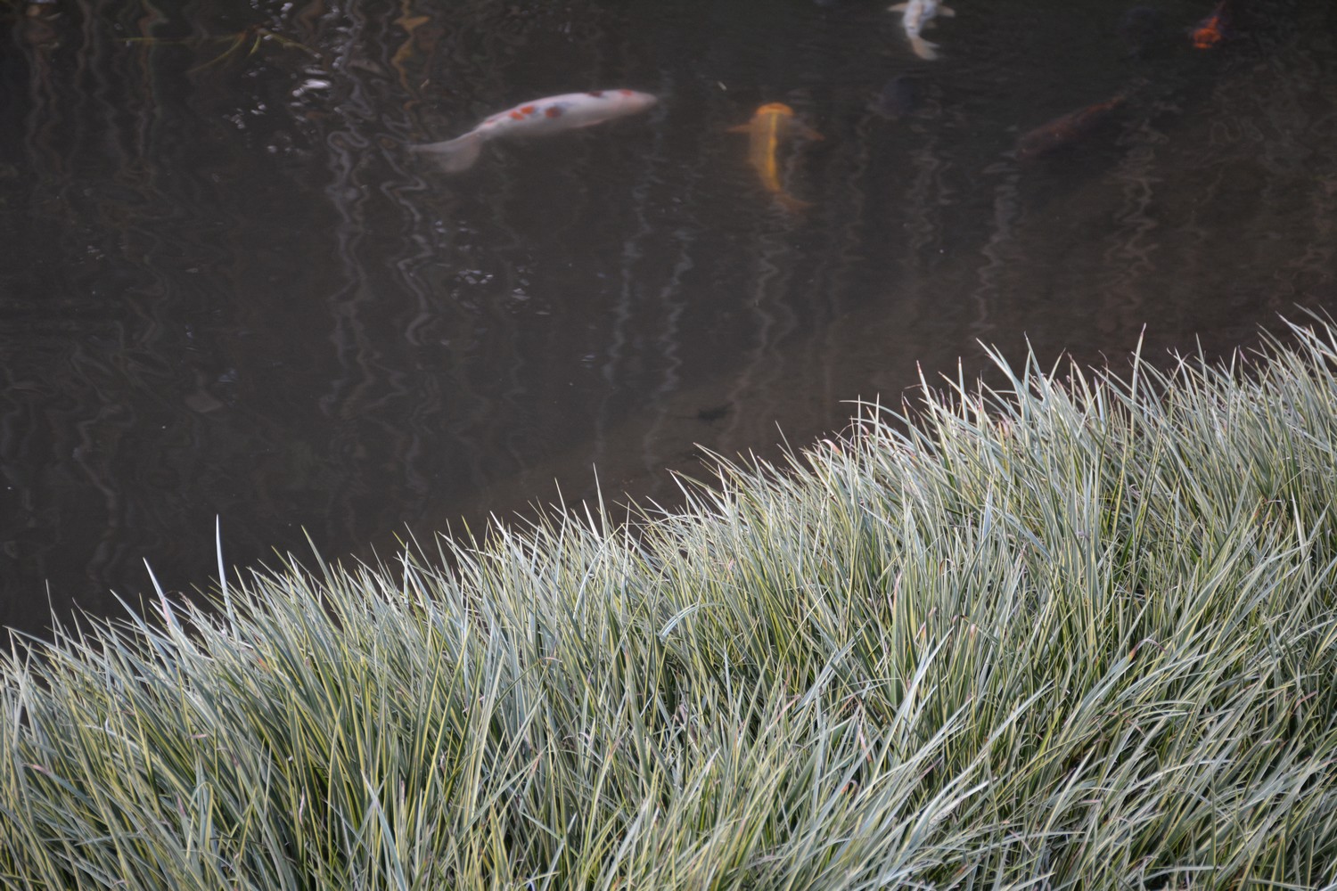 Acorus gramineus 'Ogon'