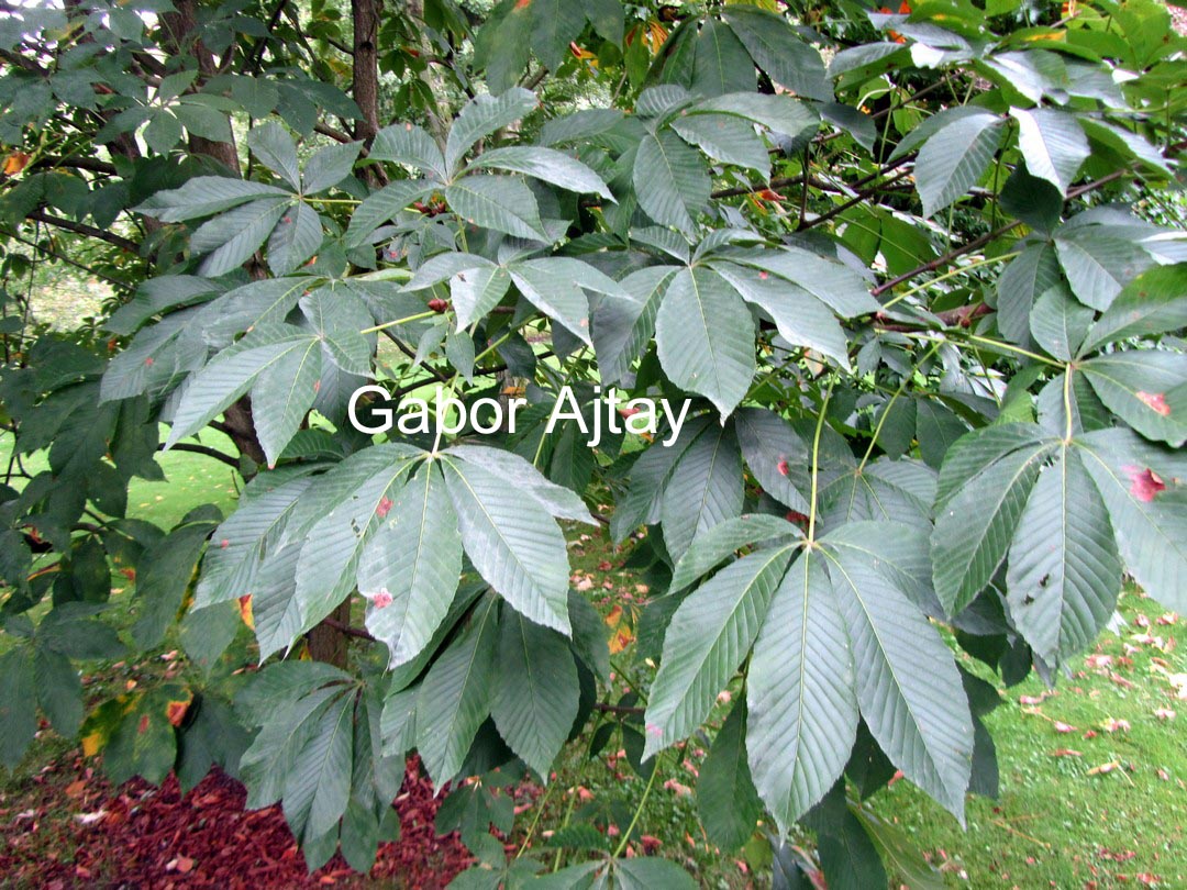Aesculus dallimorei