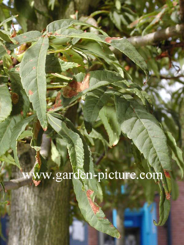 Aesculus hippocastanum 'Digitata'