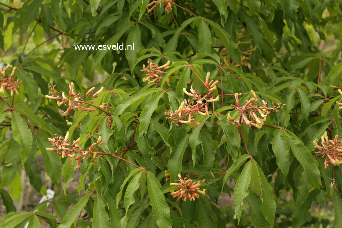 Aesculus mutabilis 'Penduliflora'