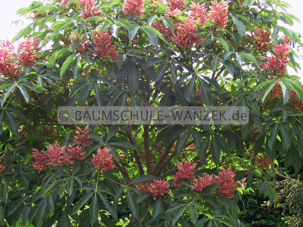 Aesculus pavia 'Koehnei'