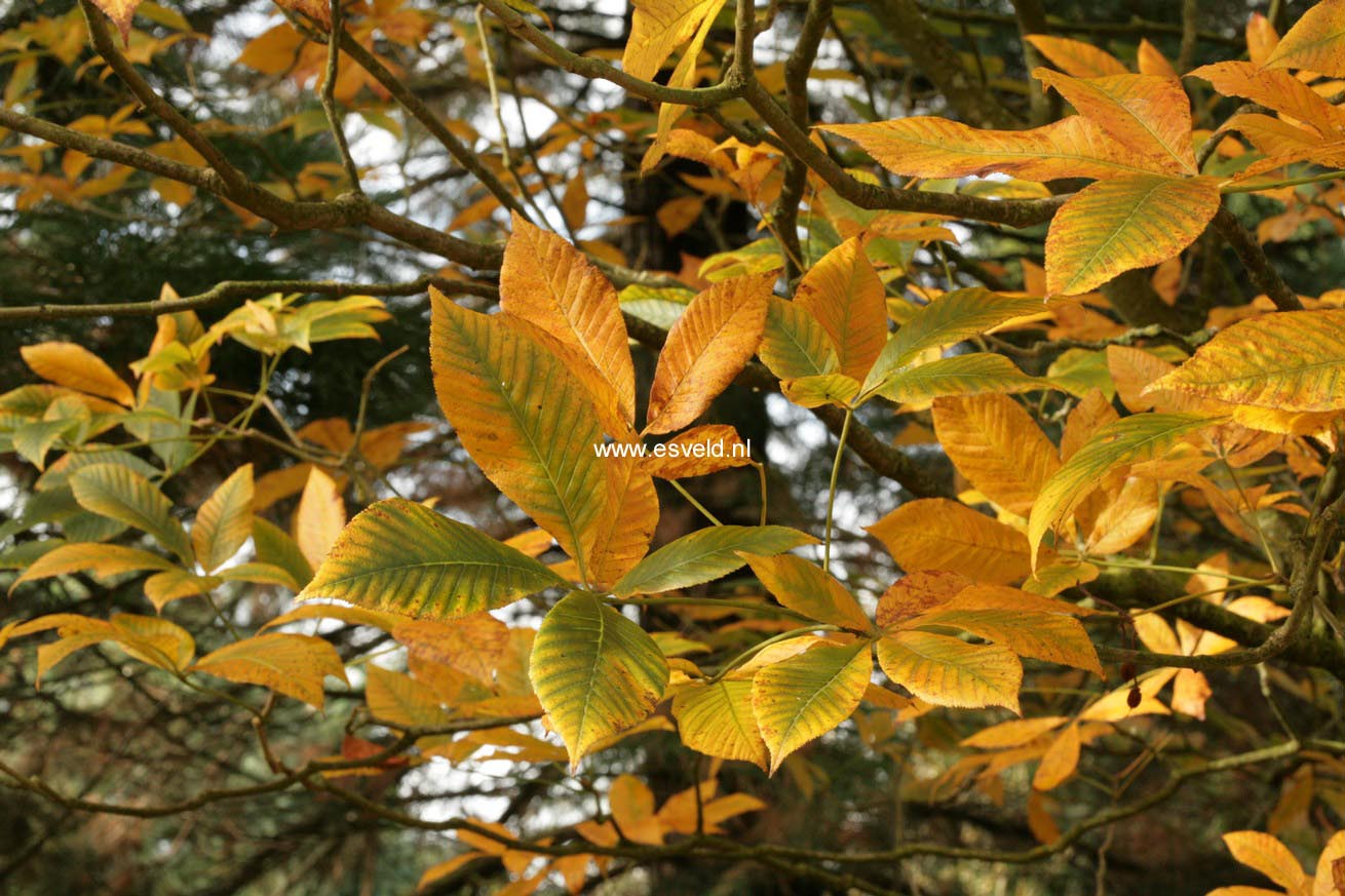 Aesculus pavia var. discolor