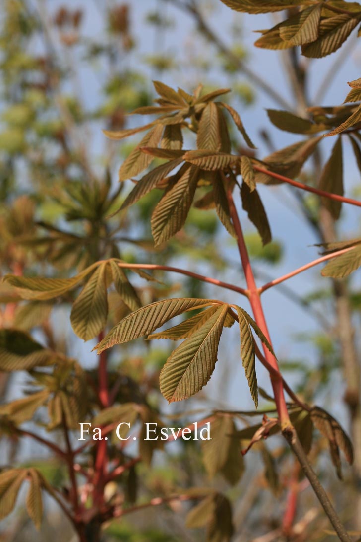 Aesculus sylvatica
