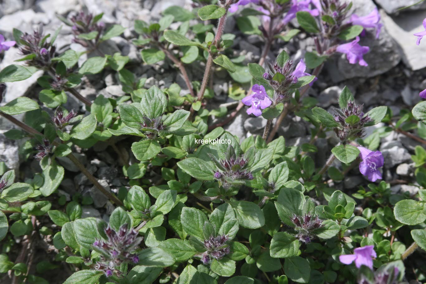 Ajuga reptans