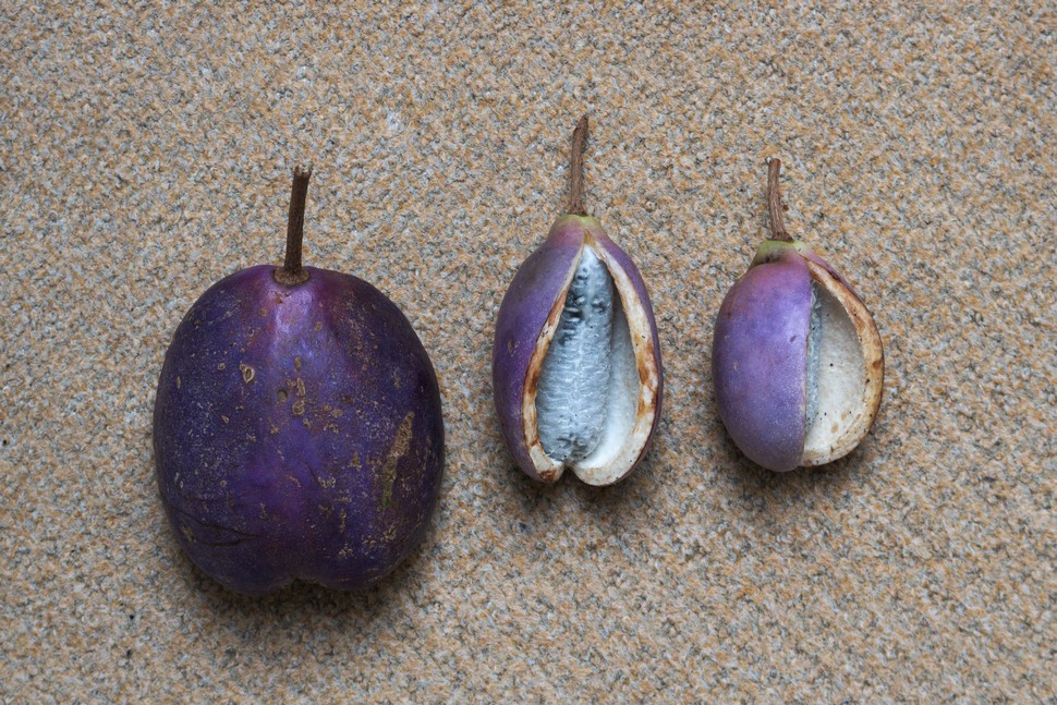 Akebia trifoliata 'Big Fruit'