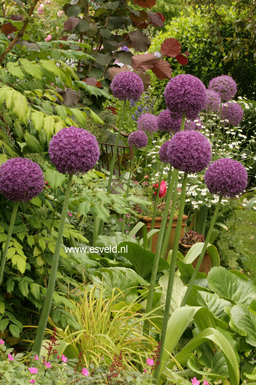 Allium 'Ambassador'