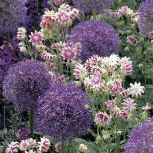 Allium 'Globemaster'