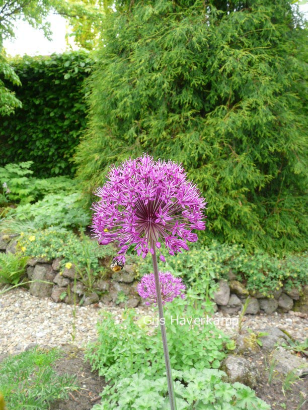 Allium 'Purple Sensation'