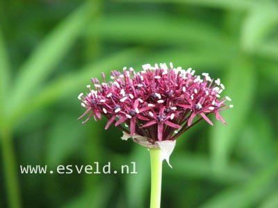 Allium atropurpureum
