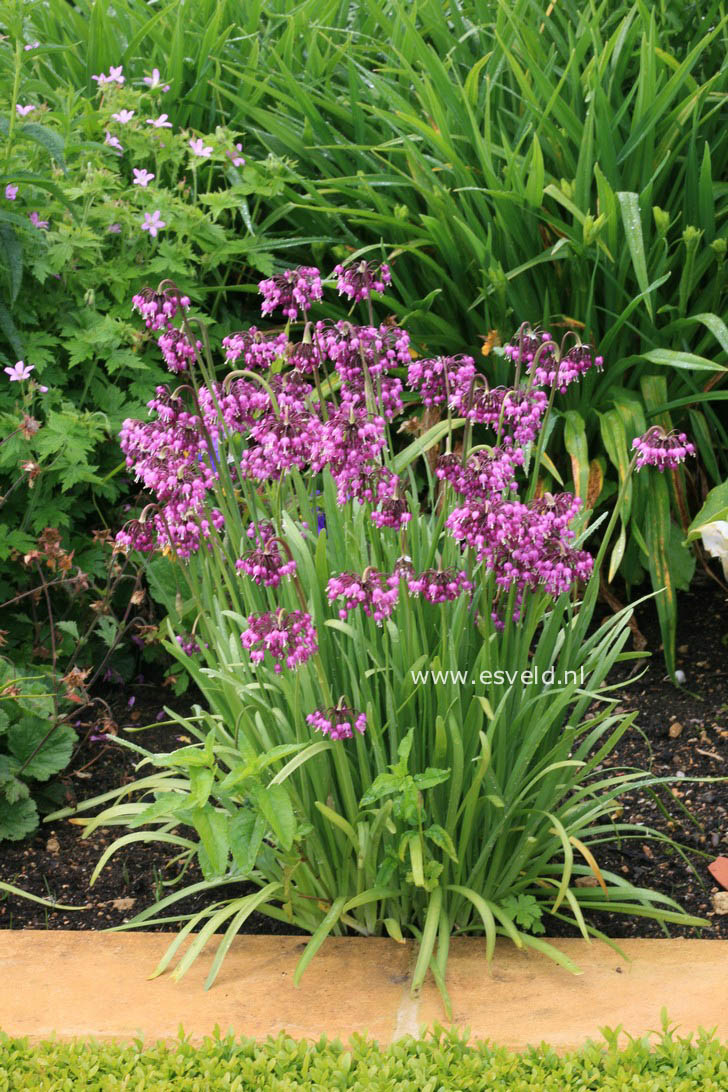 Allium cernuum