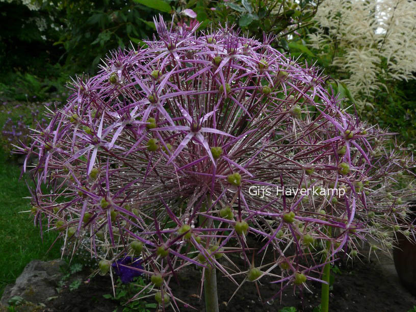 Allium christophii