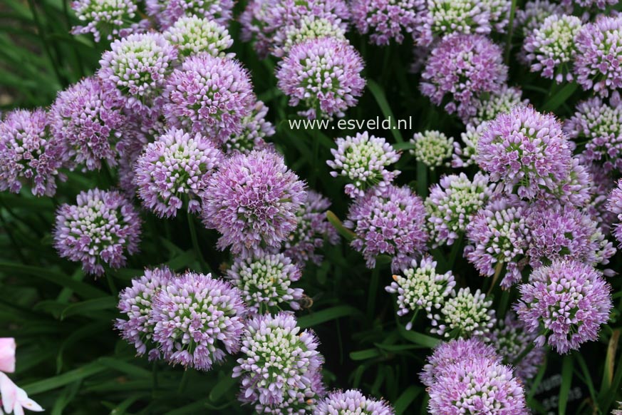 Allium senescens