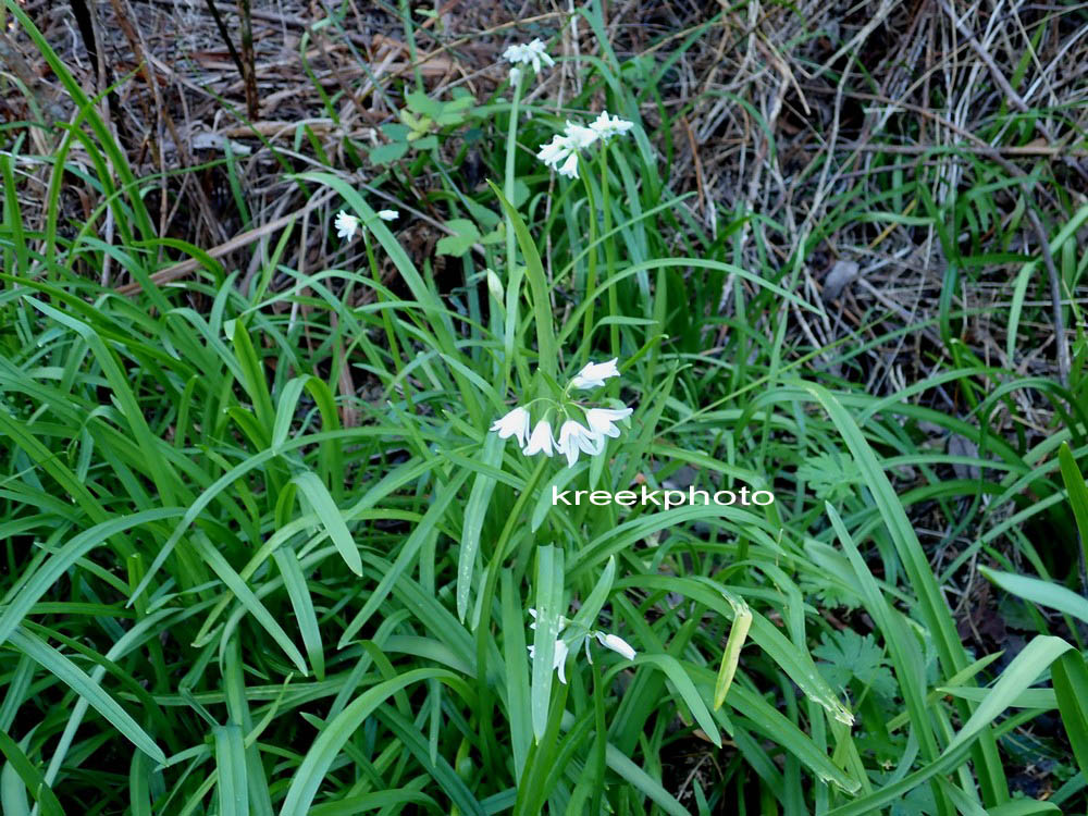 Allium triquetrum