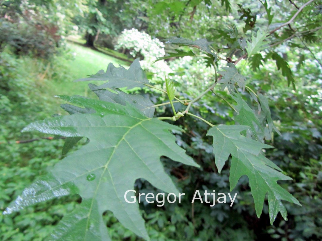 Alnus glutinosa 'Laciniata'