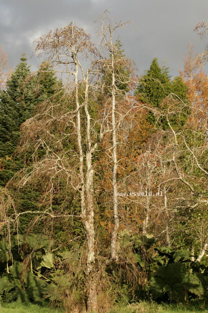 Alnus incana 'Pendula'