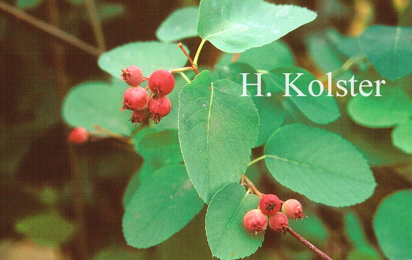 Amelanchier cusickii